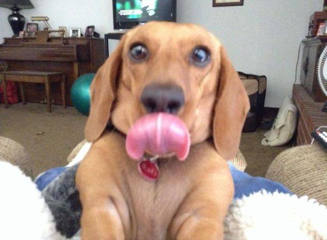 可以咬死人的狗 6db19928f98e4d039d52a8eae662f1f4.jpeg