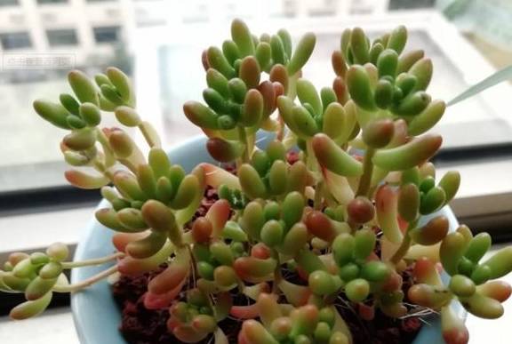 多肉怎么养才能越来越胖但长不高 9858c7a3463c4f188e65f62ea5ce03fb.jpeg