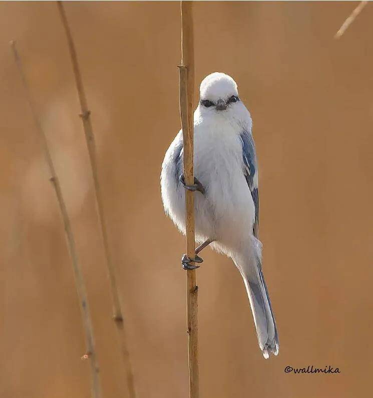 安全感|喵和鱼睡一起,是不是更有安全感?