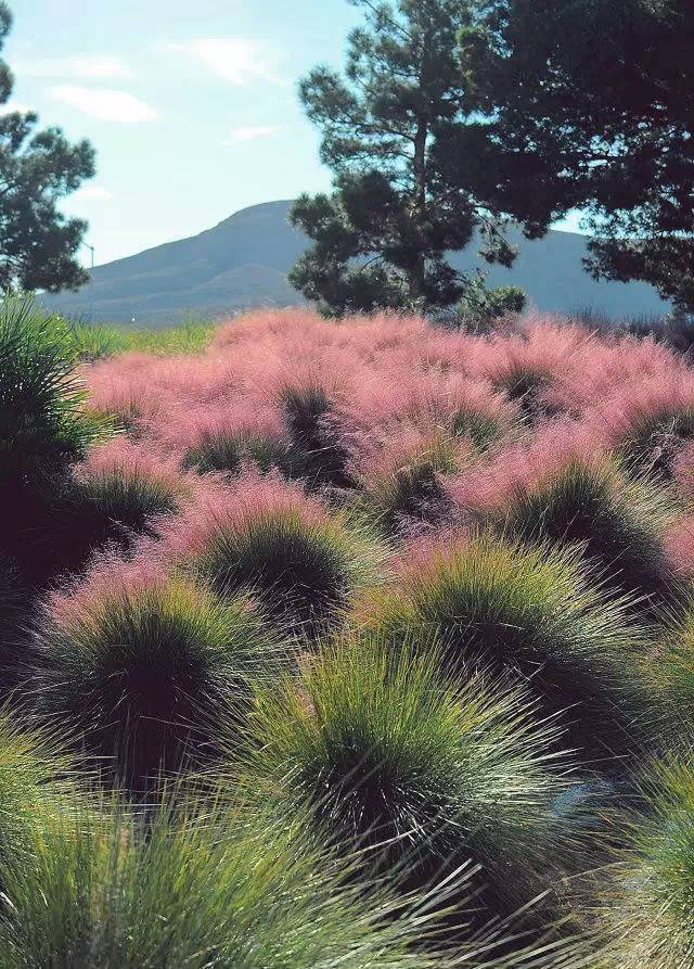 这个秋天,赏草不赏花