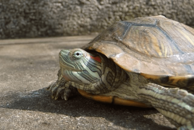 乌龟为什么不能随便吃 8e23245c2a4c4330a54a3ced1b7527b8.png