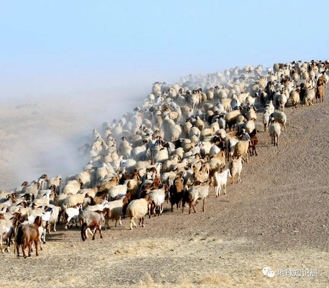 这个沙漠民族，正在消失 | 地球知识局