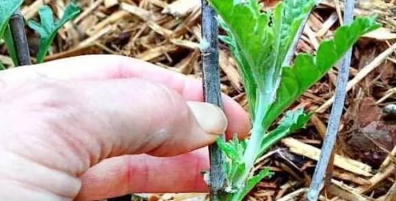 如何正确的使用鼠尾草 45dda0ad353c43d69ac918a1d4986597.jpeg