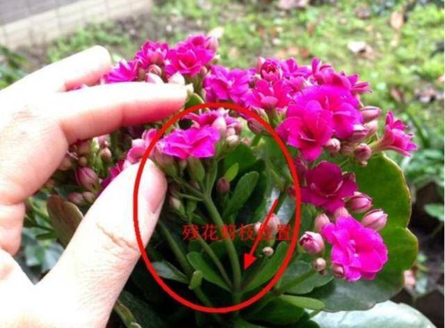 几月份嫁接长寿花最合适 6d5f3c6d51974aec83dc11e1a78c5f65.jpeg