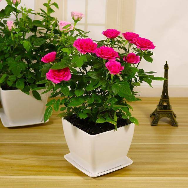 盆栽花怎么醒花 928b3a4193c8417dbde79f35777574d0.jpeg