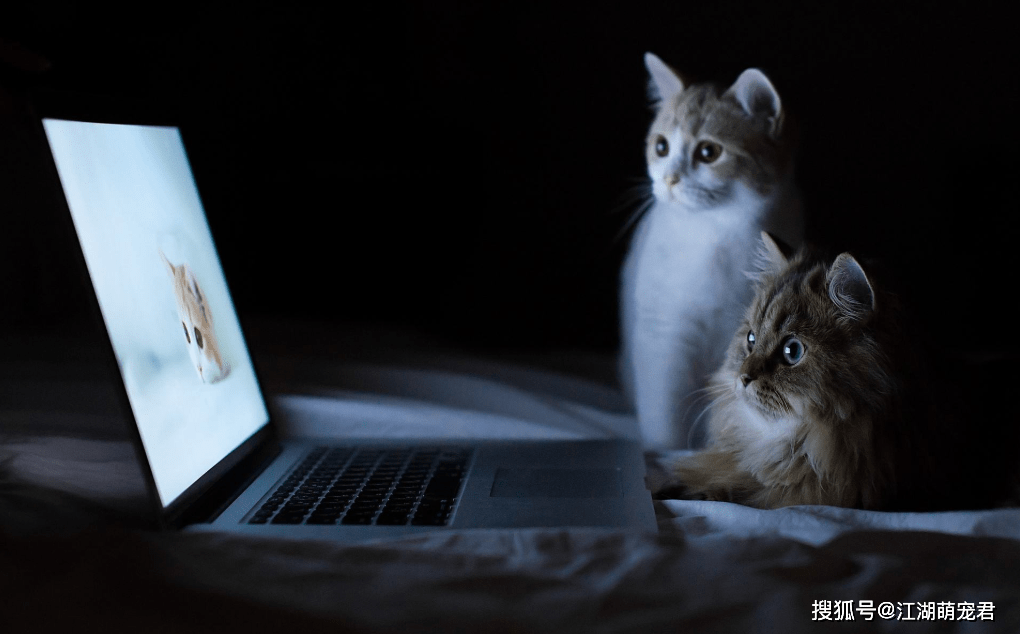 夜幕下的追逐，解读晚上做梦梦见一只猫追我的深层含义