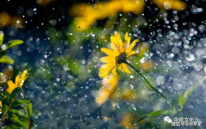 一层秋雨一层凉,秋雨绵绵秋意长