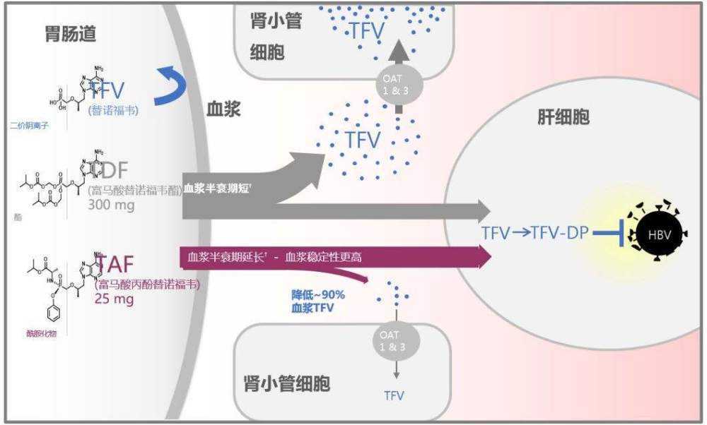 诺福韦|乙肝替诺恩替比较研究，肾小球滤过无差异，替诺更高效降表面抗原