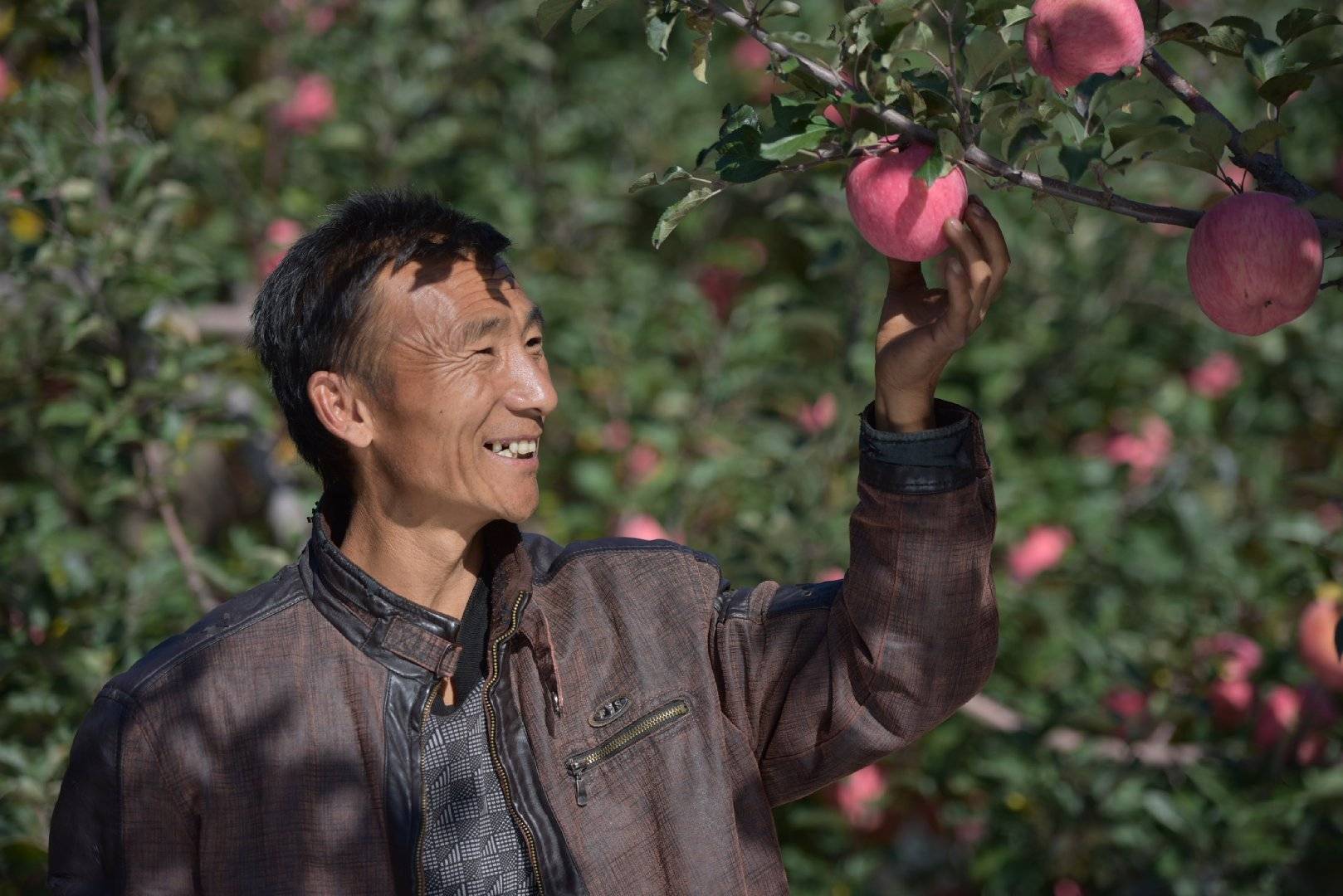 品牌|消费扶贫e起来丨主播带你进果园、看产业、选品牌 为延川苹果代言