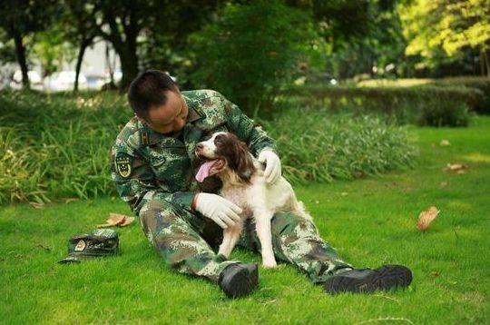 至今为止，它是汶川地震唯一仅存的搜救英雄犬
