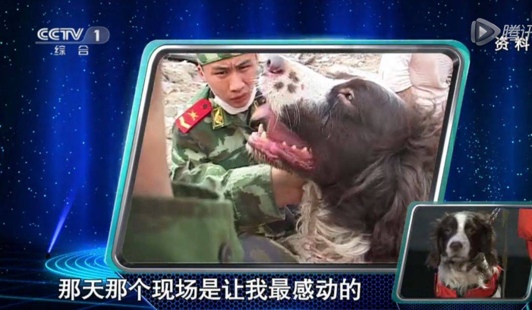 至今为止，它是汶川地震唯一仅存的搜救英雄犬