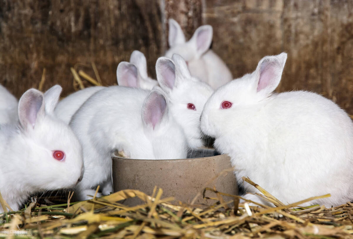 【开云平台官网】*
尼日利亚首次发生兔出血症疫情