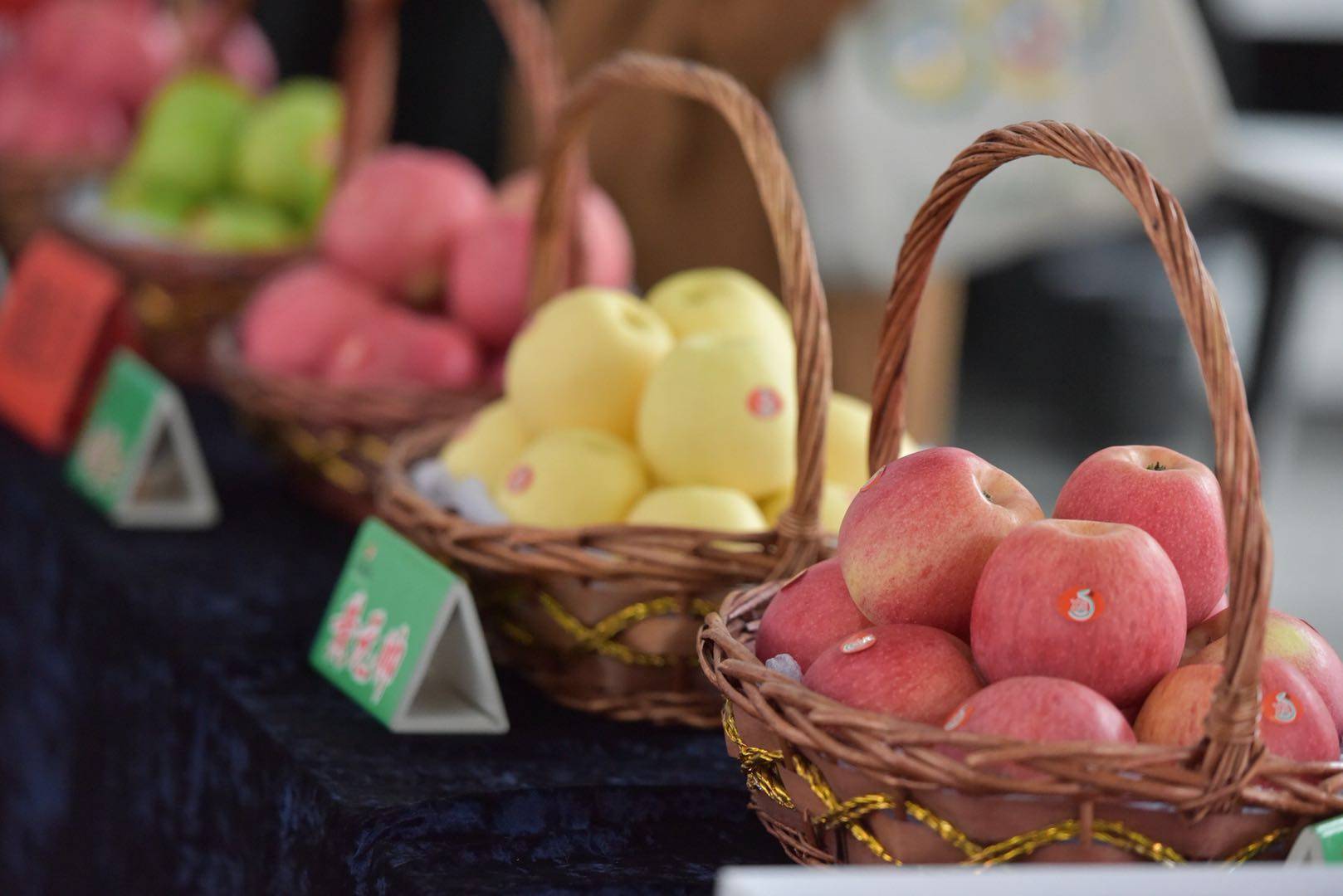 魅力|金秋送爽魅力果乡，白水苹果亿万人民的口福!