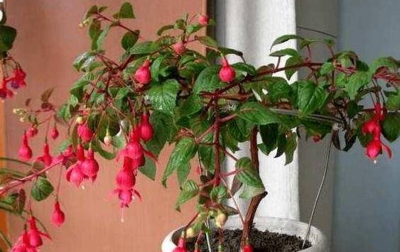 灯笼花图片大全带名字 8a2553878f52450387366f98fb7f3fe1.jpeg