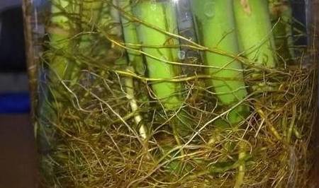 富贵竹怎么养比较绿 9d2fee1fdaf84956bb789a69d67d506f.jpeg