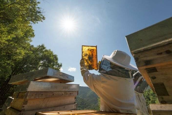 原创在世界范围内,蜂蜜是继奶粉,橄榄油之后的第3大伪劣食品—5