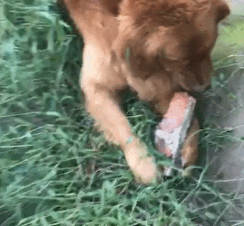 原创狗狗把砖头当骨头咬得嘣嘣脆那牙齿都一起嘣了