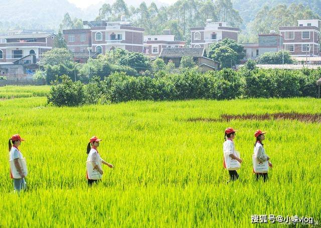 人口普查收费诈骗深圳_深圳龙岗诈骗张银富(3)