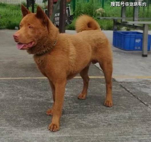 原创中华名犬,广东五红狗和广西笔尾灰犬,已濒临灭绝,急待拯救