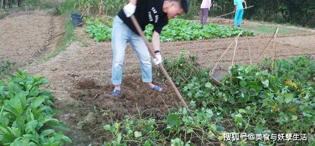 番薯为什么没有使中国人口上亿_番薯图片