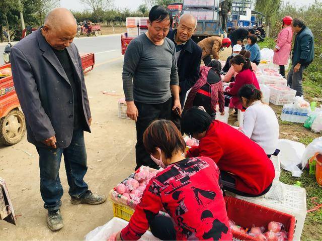 红富士|陕西乾县红富士苹果：产销两旺劲头足，红红火火又一年