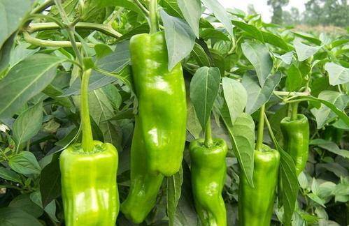 什么东西可以解辣椒素最快 ce077503cc3e48ec8f28414e0c2a7549.jpeg