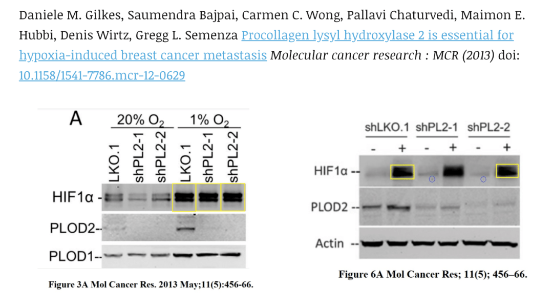 塞门扎|去年诺奖得主涉嫌学术造假！30多篇论文被曝P图、复制粘贴