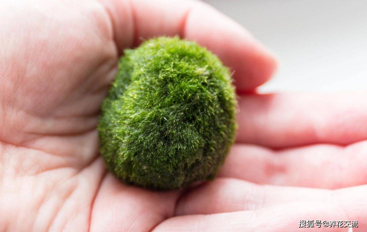 室内海藻球新手养护指南，这种水生植物为啥很容易养死？_容器