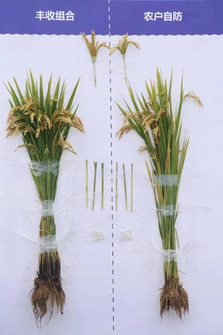 中化作物"5g水稻,让种植更轻松!