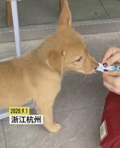 流浪狗|家长质疑学校里有流浪狗，校长却亲自为它们组织了一场演讲……