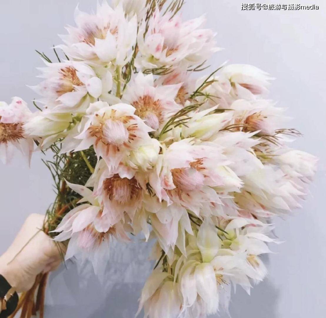 叫婚纱的花_莫叫姐姐的照片(3)