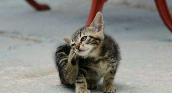 怎么看小猫是不是得猫癣 77c89737721a4d8d93bdef335e312772.jpeg