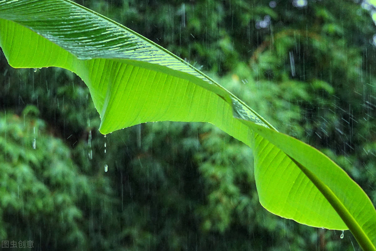 原创雨打芭蕉,夜色微凉,眉间相思自成伤