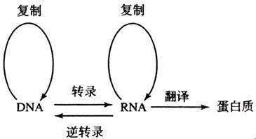 研究人员|乙肝深度测序，HBVRNA，反映cccDNA核心抗原转录活性