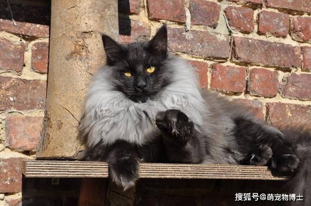 原创世界上最稀有的6种猫咪颜色:金渐层,银渐层排不上号