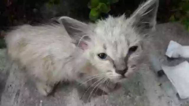 小猫怎么养不会生病 287ff7798fb44abea93d5a9f911bddcb.jpeg