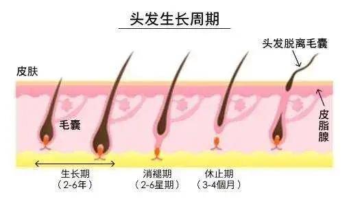 头发|郑爽短短几个月又掉了30%的头发，被嘲神似“裘千尺”的发量还有办法恢复吗？