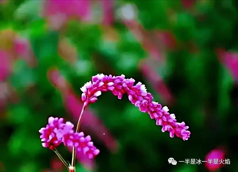 原创随笔秋天有一种花儿叫红蓼