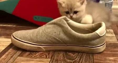 鞋子怎么样不臭小妙招 ad8fc30a59994138a5daa5233d45232f.jpeg