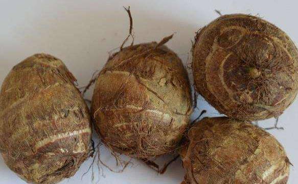 什么时候种芋头最好吃 a0c0413f751d452681dff3545b435d8c.jpeg