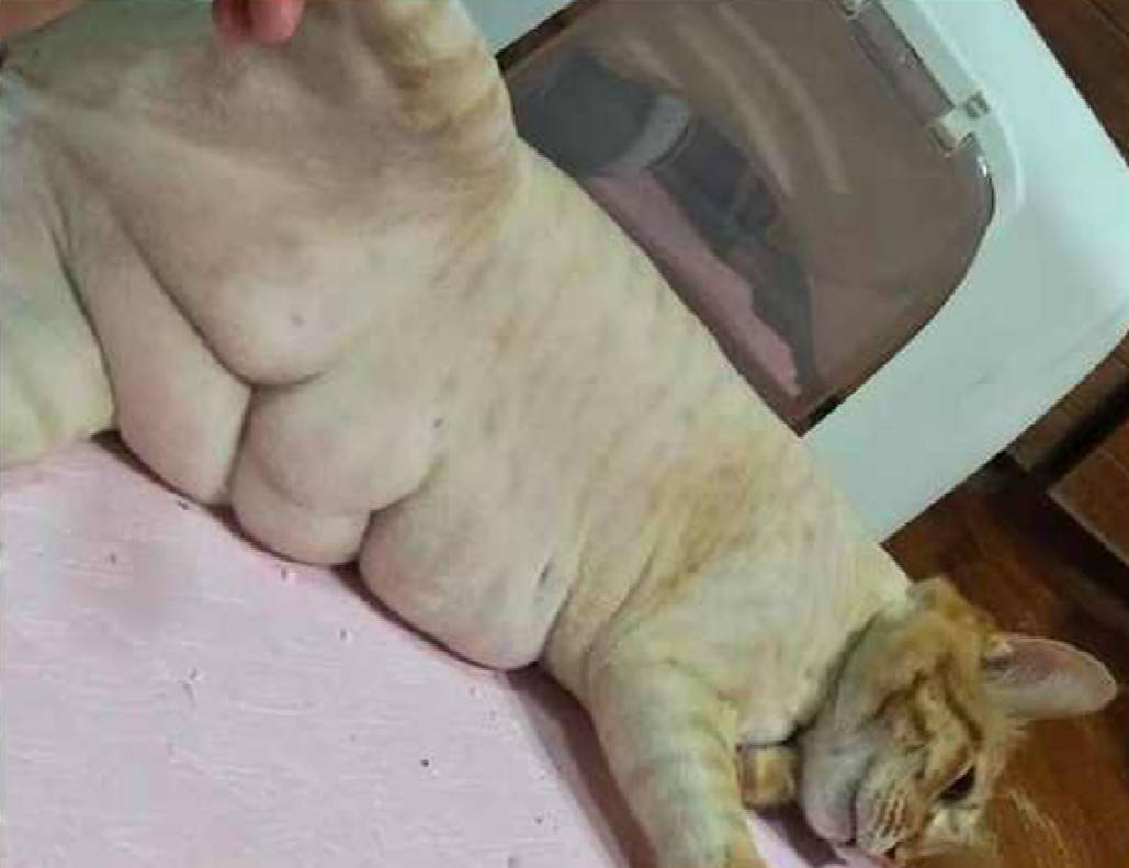 原创主人刚给猫猫剪完头发,面对它的8块腹肌,主人感觉错大发了