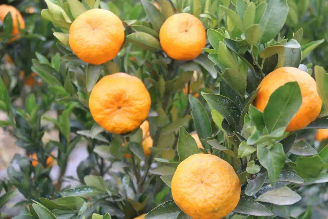 椪柑来自柑橘之乡衢州的珍宝