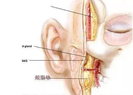 脂肪型|赵露思费劲巴拉才撕下大饼，秒被书粉喊退货，发布会生图确实让人出戏...