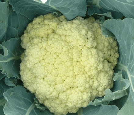 
买花菜 “散花”和“紧花”区别很大 教你怎样挑选 别再买错了【爱游戏（ayx）中国官方网站】(图9)