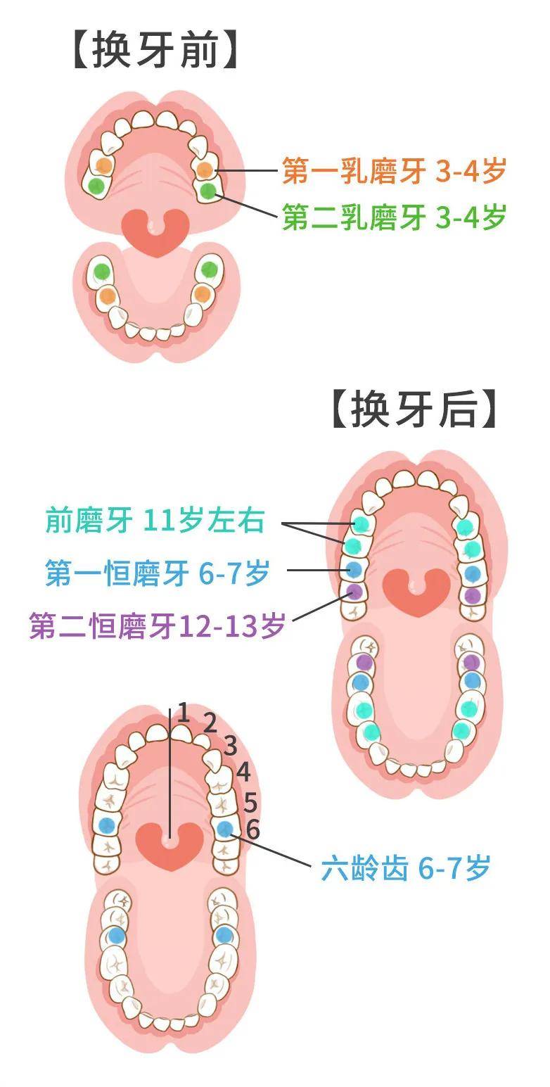 一般进行窝沟封闭的时间是:乳磨牙3~4岁;第一恒磨牙6~7 岁;前磨牙9