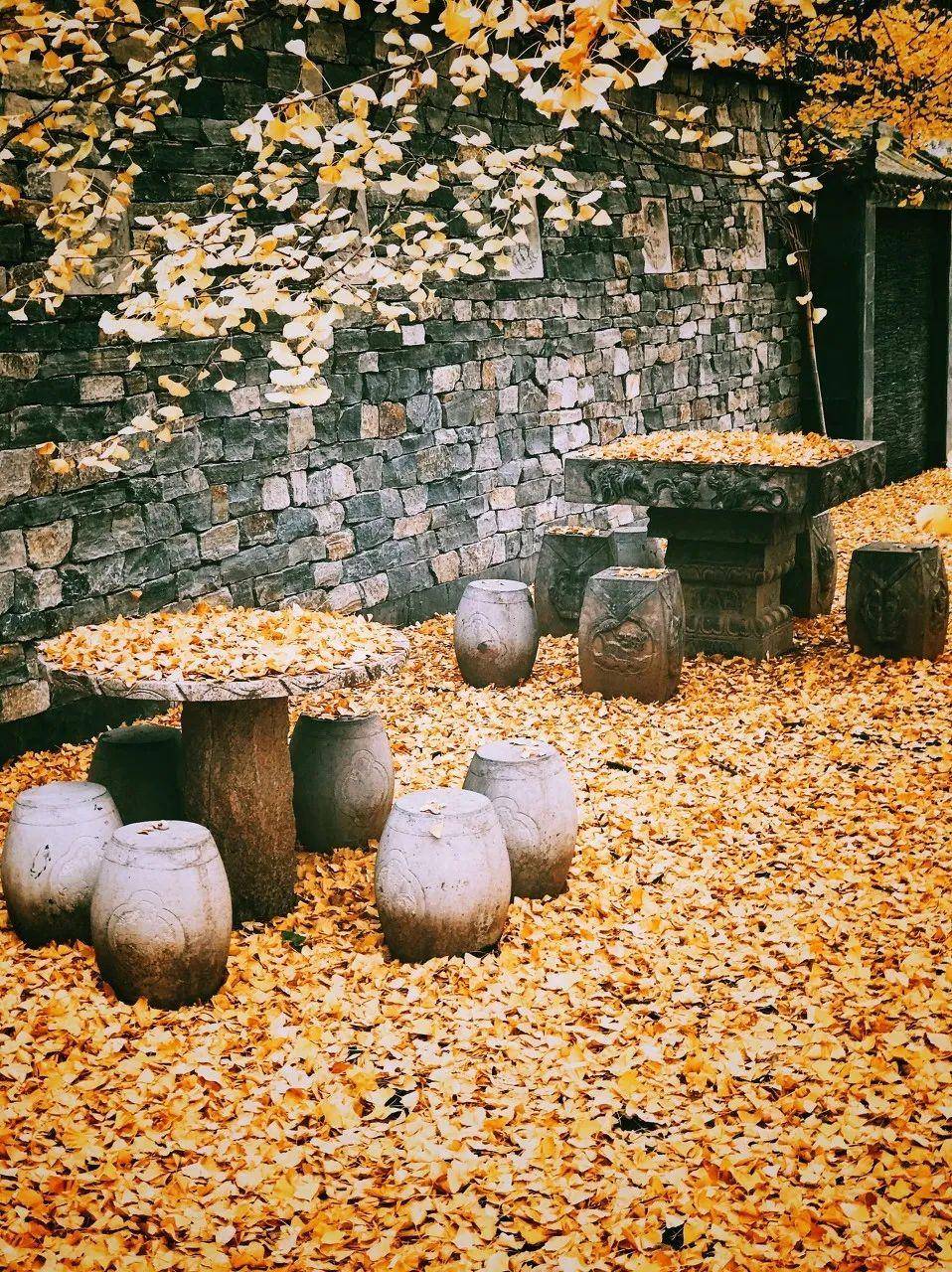 8个十一月必去的银杏观赏地，藏着中国最美的深秋_唯美