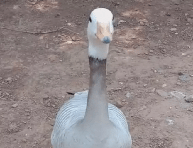 3c2b3a35b3e54355853b704def39339a.png