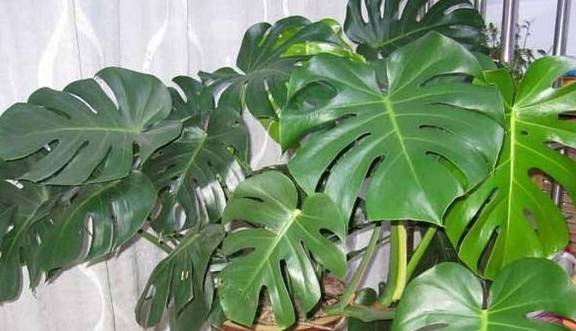 龟背竹怎么长得快速 ab07abdb763144338ab2fffbb7dc120d.jpeg