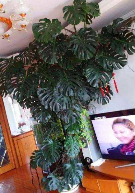 客厅最旺的植物有哪些 c763f72a0f3544e6813b38332f690be9.jpeg