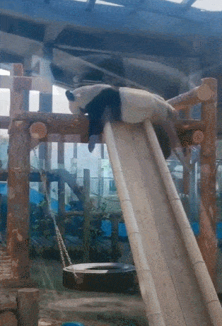 熊猫另类玩滑滑梯,换一种方式来玩,确实是挺好玩的